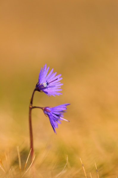 Soldanelle des Alpes (Soldanella alpina)