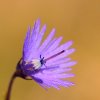 Soldanelle des Alpes (Soldanella alpina)