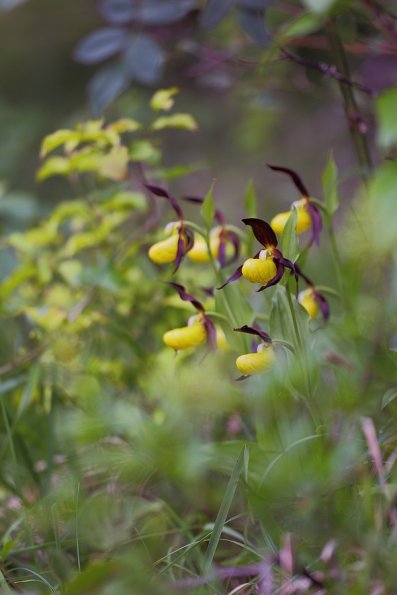 Sabot de Venus (Cypripedium calceolus)