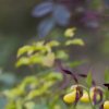 Sabot de Venus (Cypripedium calceolus)