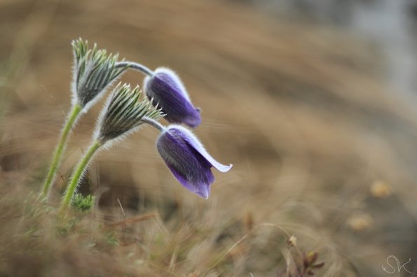 Anémone pulsatille (Pulsatilla vulgaris)