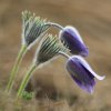 Anémone pulsatille (Pulsatilla vulgaris)