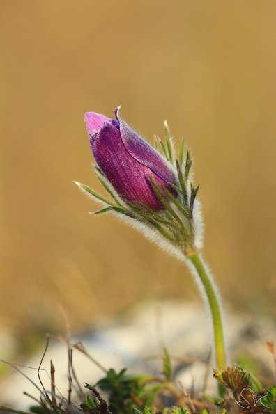 Anémone pulsatille (Pulsatilla vulgaris)