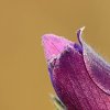 Anémone pulsatille (Pulsatilla vulgaris)