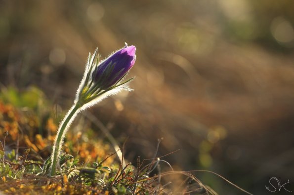 Anémone pulsatille (Pulsatilla vulgaris)