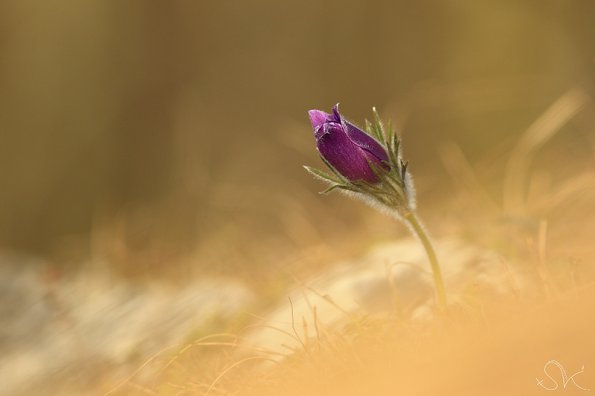 Anémone pulsatille (Pulsatilla vulgaris)