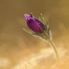 Anémone pulsatille (Pulsatilla vulgaris)