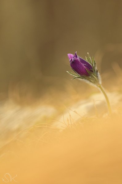 Anémone pulsatille (Pulsatilla vulgaris)