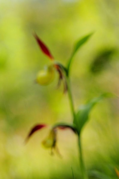 _Sabot de Venus (Cypripedium calceolus)