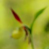 _Sabot de Venus (Cypripedium calceolus)