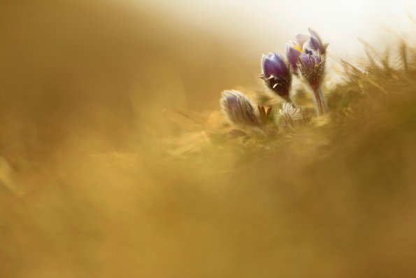 Pulsatille printanière (Anemone vernalis)