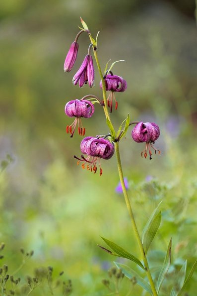 Lys martagon (Lilium martagon)