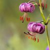 Lys martagon (Lilium martagon)