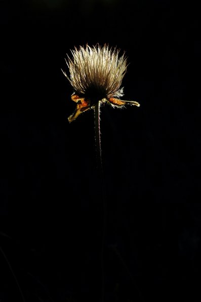 Anemone printaniére (Anemona vernalis)