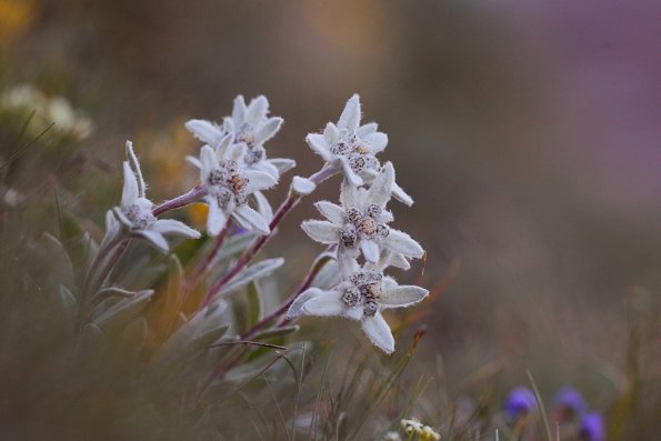 Edelweiss (Leontopodium alpinum)