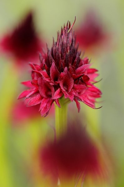 Orchis Vanille (Nigritella rhellicani)