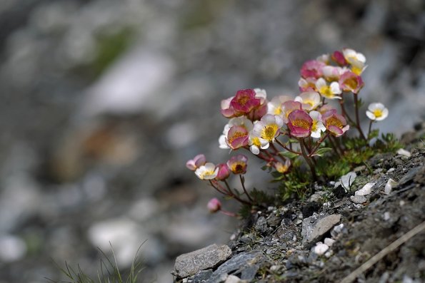 Renoncule des glaciers (Ranunculus glacialis)