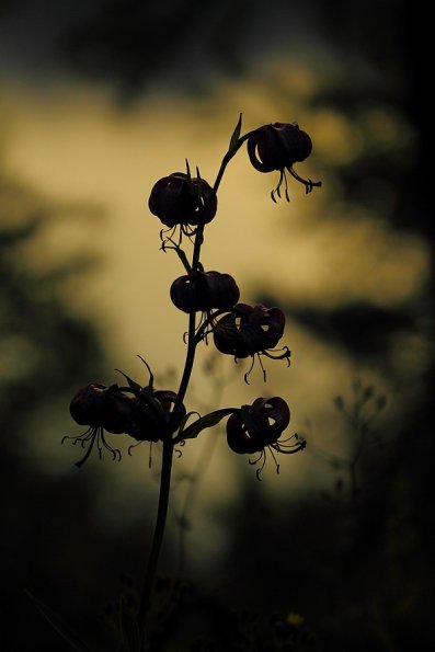 Lys martagon (Lilium martagon)