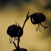 Lys martagon (Lilium martagon)