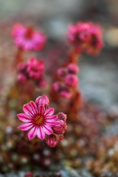 Joubarbe à toiles d'araignées (Sempervivum arachnoideum)