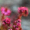 Joubarbe à toiles d'araignées (Sempervivum arachnoideum)