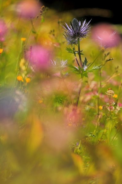 Panicaut des Alpes (Eryngium alpinum)