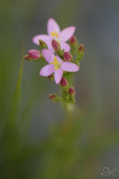 Petite centaurée commune.(Centaurium erythraea)