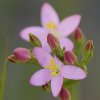 Petite centaurée commune.(Centaurium erythraea)