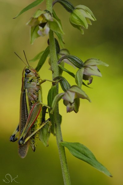 Le criquet ensanglanté (Stetophyma grossum)