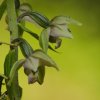 Le criquet ensanglanté (Stetophyma grossum)