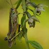 Le criquet ensanglanté (Stetophyma grossum)