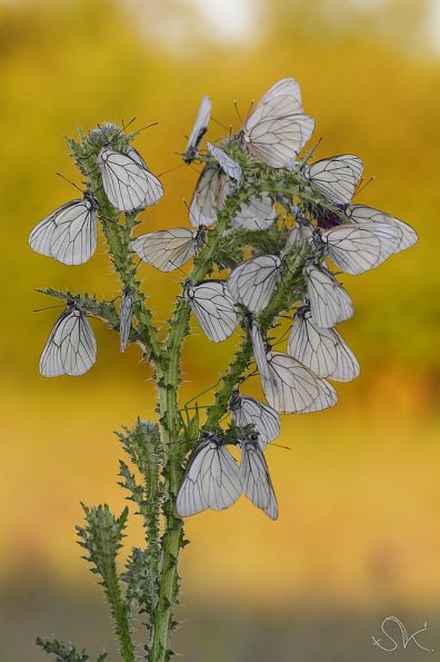 Le Gazé (Aporia crataegi)