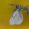 Le Gazé (Aporia crataegi)