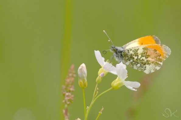 L'Aurore (Antocharis cardamines)