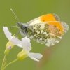 L'Aurore (Antocharis cardamines)