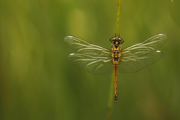 Sympetrum danaé (Sympetrum danae)