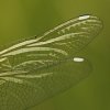 Sympetrum danaé (Sympetrum danae)