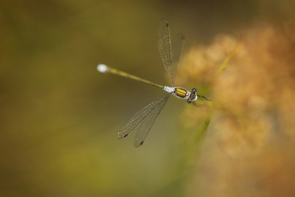 Leste fiancé (Lestes sponsa)