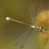 Leste fiancé (Lestes sponsa)