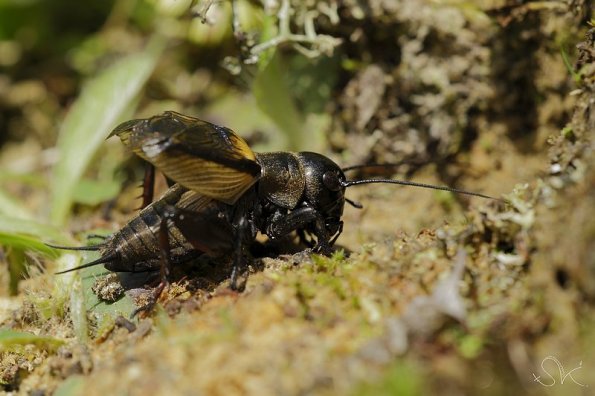 Grillon champêtre (Gryllus campestris)