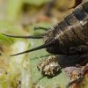 Grillon champêtre (Gryllus campestris)