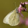 Piéride (pieris brassicae)