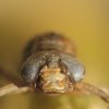 Larve Aechna cyanea