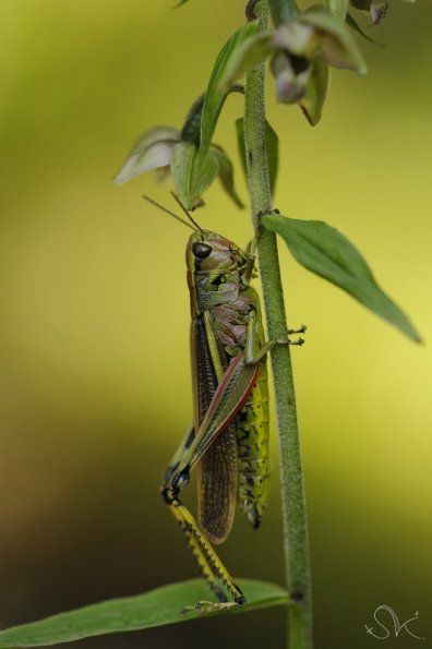 Stetophyma grossum