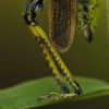 Stetophyma grossum