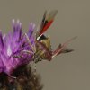  La punaise des baies (Dolycoris baccarum)