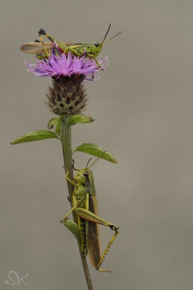 Stetophyma grossum