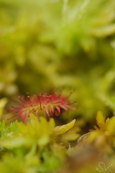 Drosera à feuilles rondes