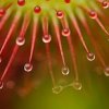 Drosera à feuilles rondes