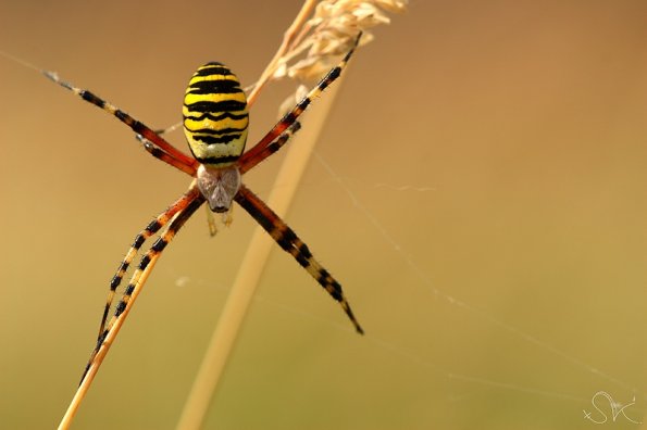 Argiope fascié (argiope bruennichi)